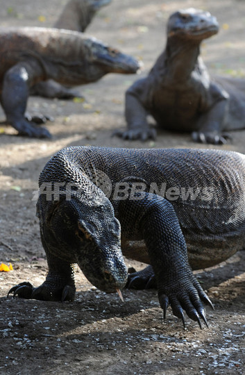コモドオオトカゲが観光ガイド襲う、インドネシア・リンチャ島 コモドオオトカゲが観光ガイド襲う、インドネシア・リンチャ島