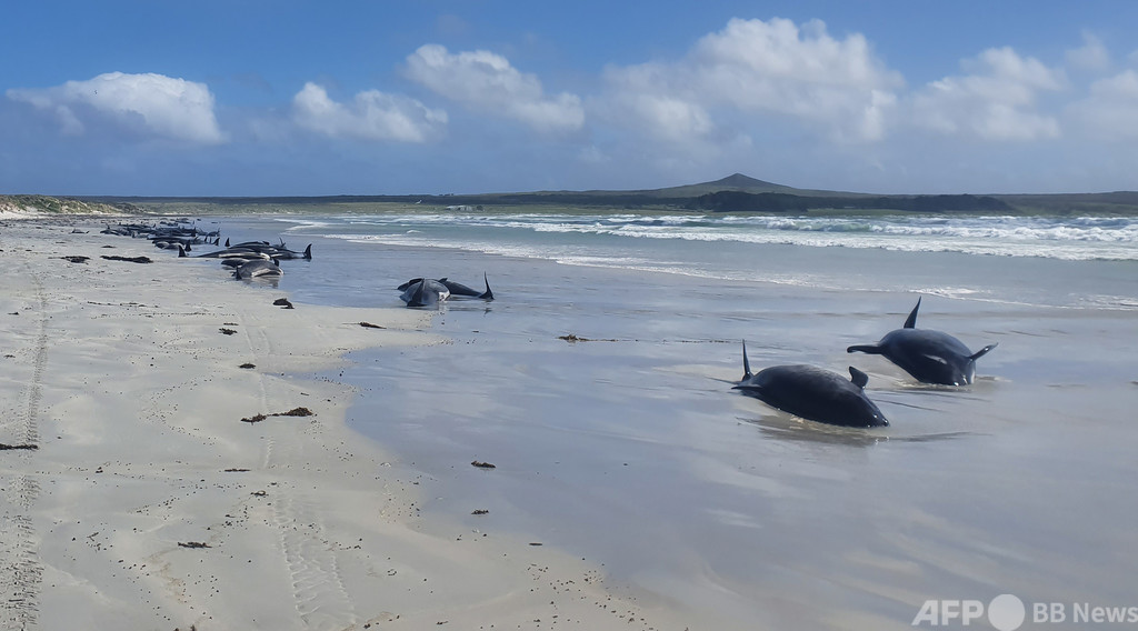 NZ離島にゴンドウクジラの大群漂着、100頭近く死ぬ 28頭安楽死 NZ離島にゴンドウクジラの大群漂着、100頭近く死ぬ 28頭安楽死