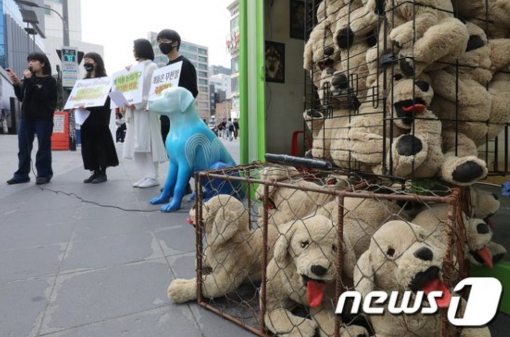 韓国の犬食、果たして終息するのか…社会的合意づくり、難航 写真枚 国際ニュース：AFPBB News