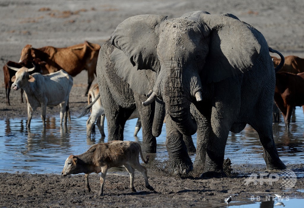 ボツワナでゾウが謎の大量死 密猟の可能性はなし 写真4枚 国際ニュース Afpbb News