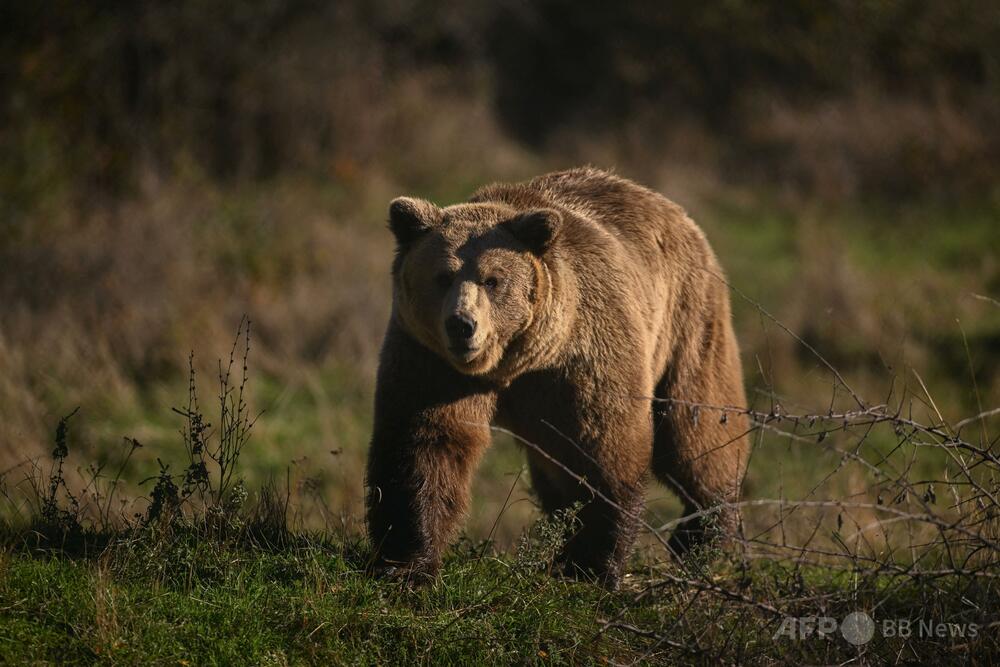 58歳女性、クマに襲われ死亡 ポーランド