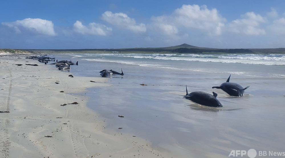 NZ離島にゴンドウクジラの大群漂着、100頭近く死ぬ 28頭安楽死