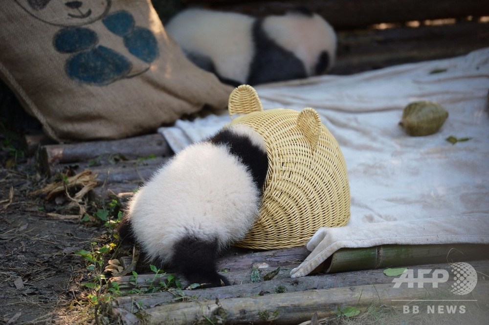 隠れてないよ 竹籠に夢中ないたずらっ子パンダ 中国 四川省 写真6枚 国際ニュース Afpbb News