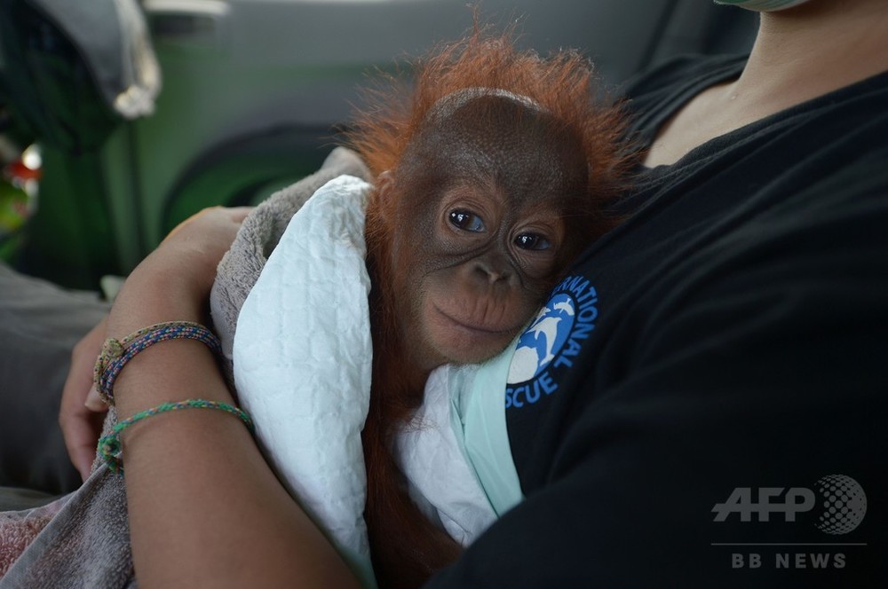 ペットとして飼育…オランウータンの赤ちゃんを救出 インドネシア 写真