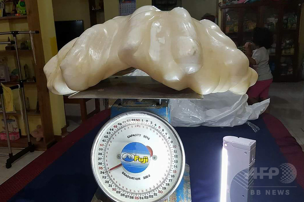 世界最大？ 重さ34キロの巨大真珠見つかる フィリピン