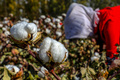 中国・新疆ウイグル自治区での綿花の収穫作業（2018年10月14日撮影、資料写真）。(c)STR / AFP