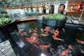 シンガポール・チャンギ国際空港内に設置された水槽の中で泳ぐニシキゴイ(c)Relaxnews/Changi Airport Group