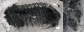 Mollisonia plenovenatrixの化石写真。カナダ・ロイヤルオンタリオ博物館提供。(c)Xinhua News