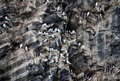 フランツヨシフ諸島のフッカー島の岩ルビニ・ロックの海鳥のコロニー（2021年8月21日撮影）。(c)Ekaterina ANISIMOVA / AFP