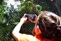 中米コスタリカ第2の都市、アラフエラの動物救護センター、ズー・アベで、オオハシのグレシアの写真を撮る飼育員（2016年8月10日撮影）。(c)AFP/Ezequiel Becerra