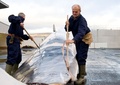 アイスランド沖で捕獲されたナガスクジラの解体作業（2009年6月19日撮影）。(c)HALLDOR KOLBEINS / AFP