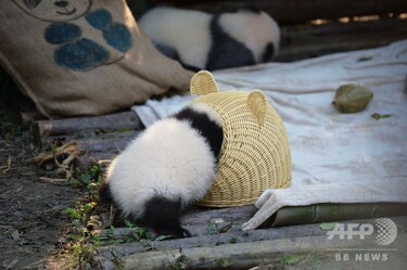 隠れてないよ～、竹籠に夢中ないたずらっ子パンダ 中国・四川省 写真6