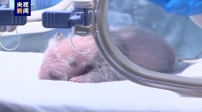 世界で唯一の三つ子パンダの長女「萌萌」がお母さんに