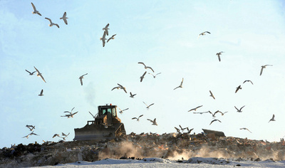 英テムズ川河口のごみ埋立地が自然保護区に