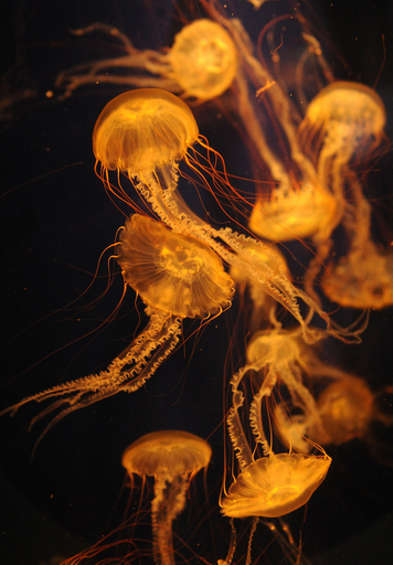 太平洋の生物たちをまとめて紹介、米ロスの水族館