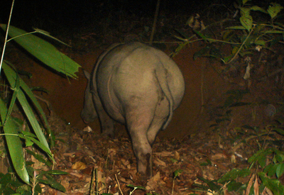 希少種のボルネオサイ、WWFが撮影に成功
