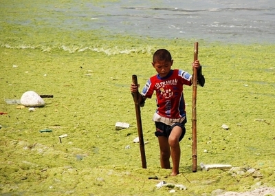 北京五輪から1年、再び緑藻に覆われるセーリング会場