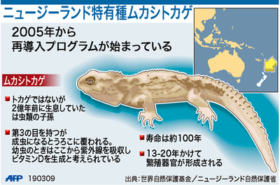 【図解】ニュージーランドの希少種「ムカシトカゲ」