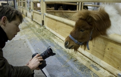 サーカスから脱走のポニー、トラムに乗って逃亡？ ドイツ