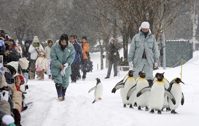 旭山動物園、ペンギンの散歩公開