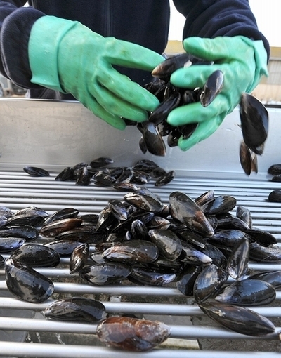 ムール貝漁で4万年前の人骨を「水揚げ」、オランダ沖