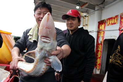 黒竜江で 生きた化石 ダウリアチョウザメが捕獲される 写真2枚 国際ニュース Afpbb News
