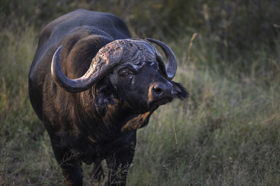 水牛に襲われ2人死亡 ボツワナ