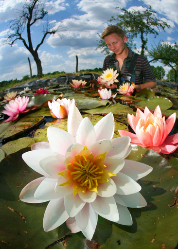水面に浮かぶスイレンの花、ドイツ