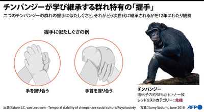チンパンジーは群れ特有の「握手」を学ぶ、12年間の観察研究