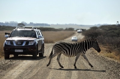 ラッシュ時の幹線道路にシマウマ、警察が大捕物 南ア