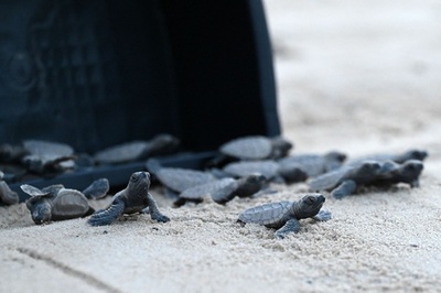 ウミガメ「タイマイ」の赤ちゃん、海へ出発 シンガポール