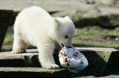クヌート関連商品が社会現象化