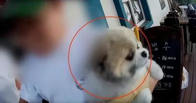 「噛まないと言ってるだろ！」放し飼いの犬に怯える配達員に店主夫婦が逆ギレ暴言…韓国・顔に犬を突き出し「ほら、噛め！」と威嚇