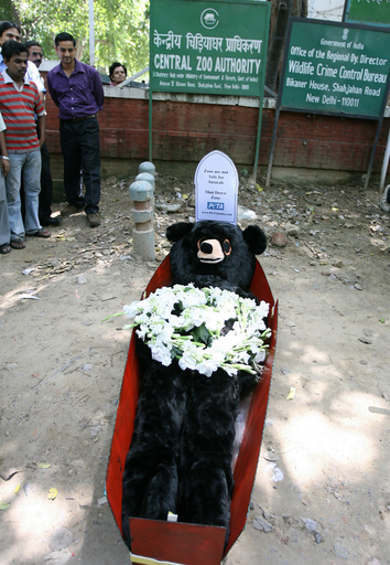 動物園でのクマ殺害に愛護団体が抗議、インド