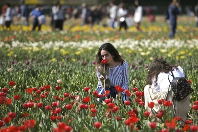 色鮮やかなチューリップ園、花摘みも 伊ミラノ
