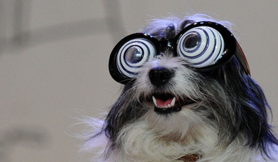 ソ連時代から続く「ネコ劇場」、ロシア・モスクワ