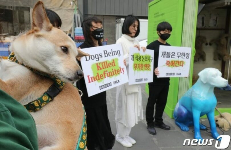 犬食用問題の終息を求めてデモを繰り広げる市民団体メンバーら(c)news1