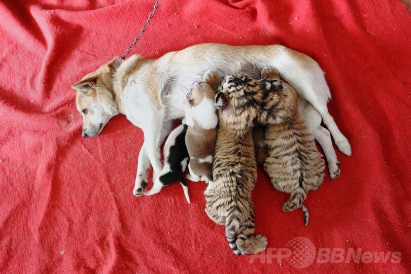 母 犬に育てられるシベリアトラ 中国 浙江省 写真7枚 国際ニュース Afpbb News
