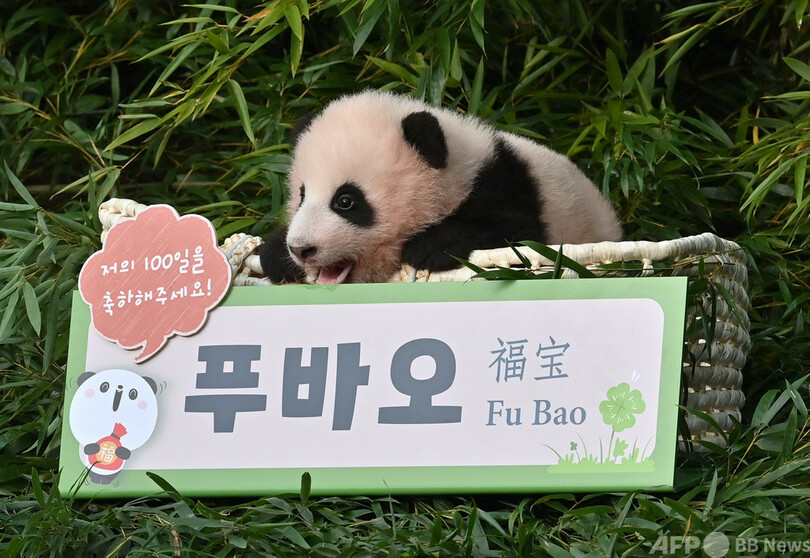 赤ちゃんパンダ フーバオ と命名 韓国の野外パーク 写真8枚 国際ニュース Afpbb News