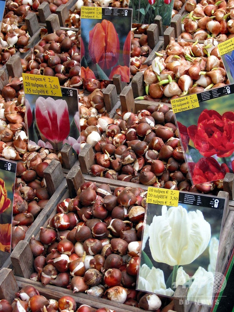 チューリップ詐欺 横行 咲くのは1 オランダ首都の水上花市場 写真1枚 国際ニュース Afpbb News