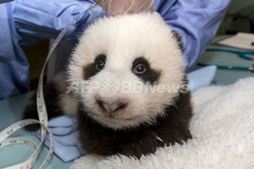 お腹いっぱいで満足顔 赤ちゃんパンダの定期健診 米 写真1枚 国際ニュース Afpbb News