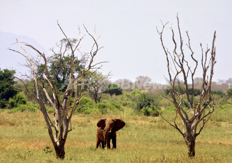 9年間の象牙取引禁止で合意
