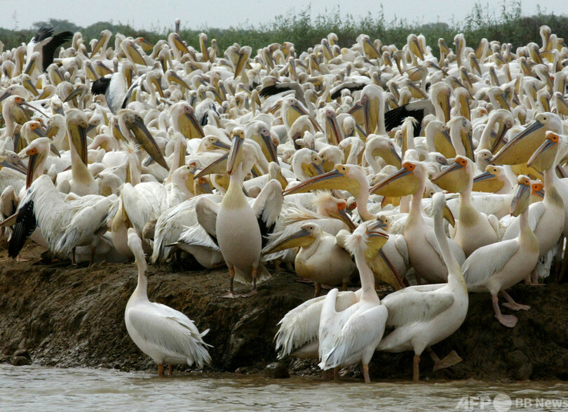 鳥インフルでペリカン750羽死ぬ セネガル保護区