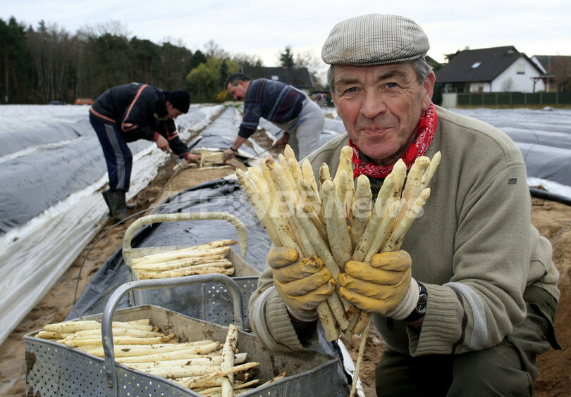 今年の初物 ホワイトアスパラガスの収穫始まる ドイツ西部 写真7枚 国際ニュース Afpbb News