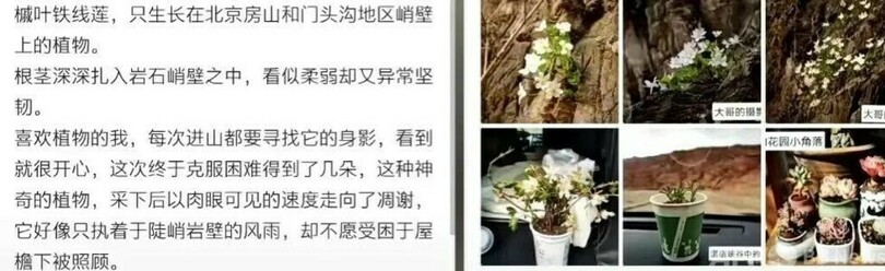 北京の女性、希少植物を毀損し刑事勾留