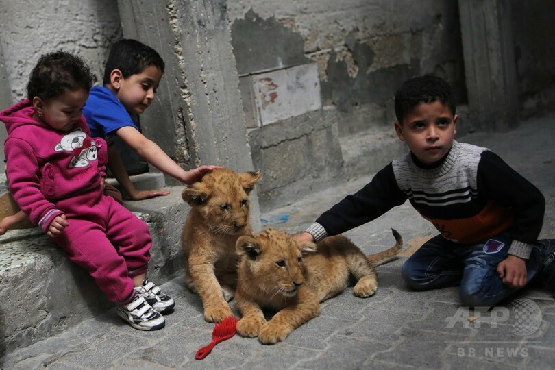 遊び相手は百獣の王？難民キャンプに暮らす子ライオン