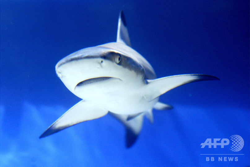 写真特集 水中で圧倒的な存在感を放つサメ 写真31枚 国際ニュース Afpbb News