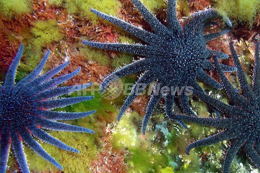 深海にも多数の新種生物、これまでに1万7000種以上発見 深海にも多数の新種生物、これまでに1万7000種以上発見