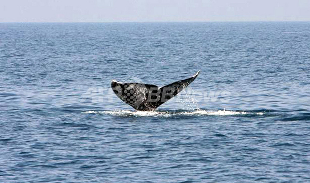 太平洋外にコククジラ出現、数百年ぶり 温暖化の影響か 写真2枚 国際ニュース：AFPBB News