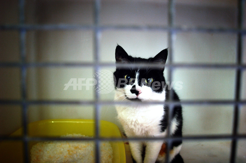 パーティーの残飯にコカイン 飼い猫が中毒に 写真1枚 国際ニュース Afpbb News